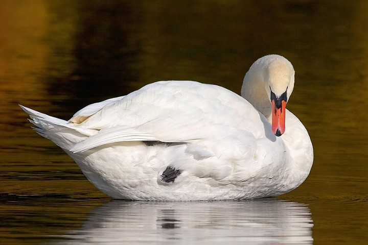 Hckerschwan